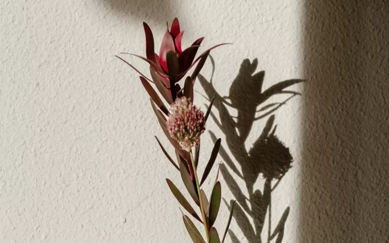 Le syndrome de mort inattendue du nourrisson (MIN)