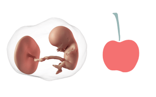 9e semaine de grossesse 11 semaines d'aménorrhée