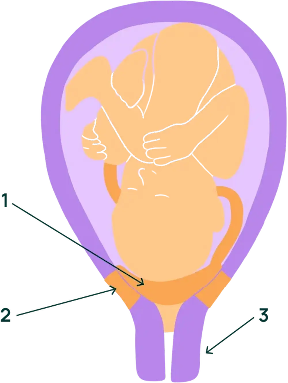 What is the placenta and what is it for? - May App Health