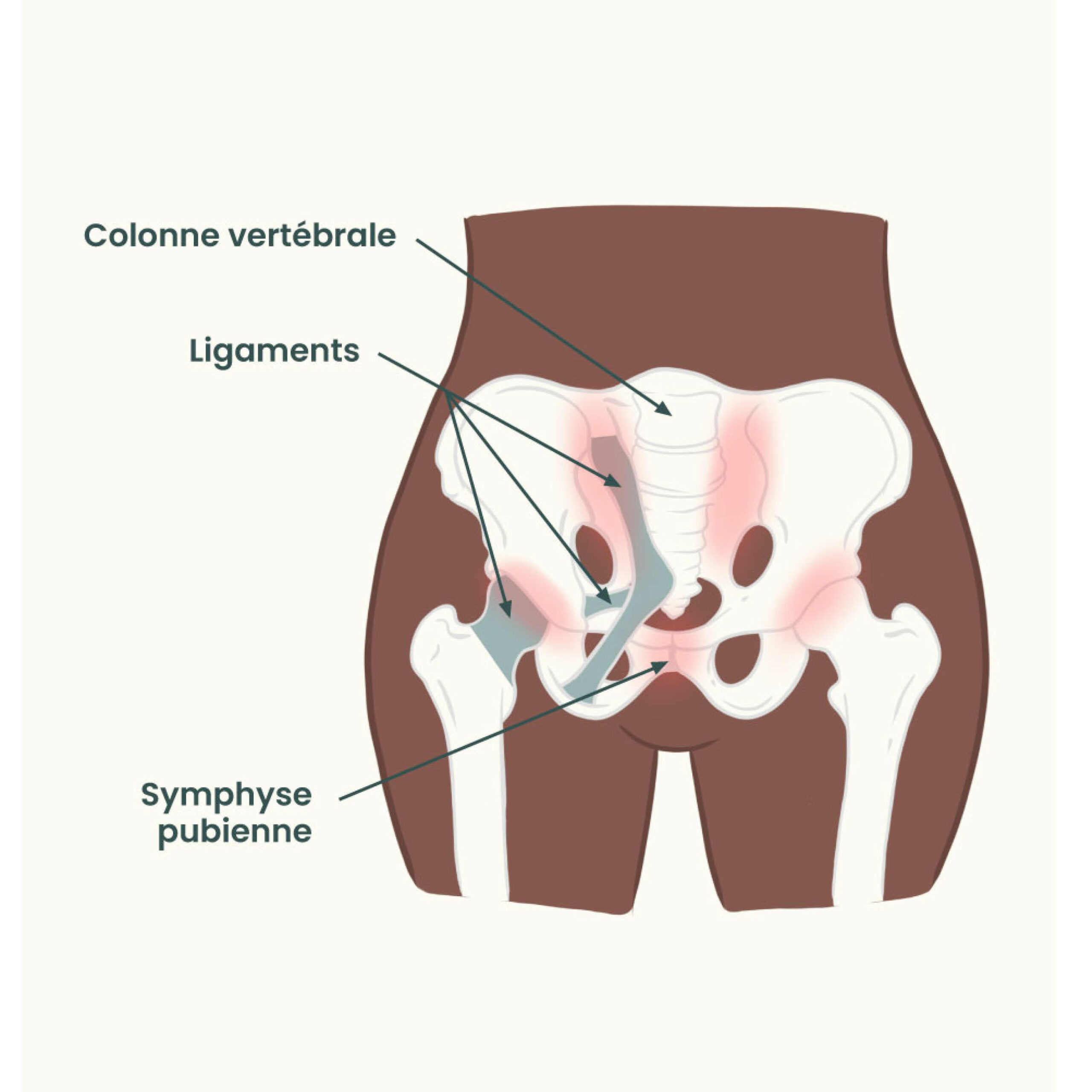 Tout comprendre à la symphyse pubienne - May app