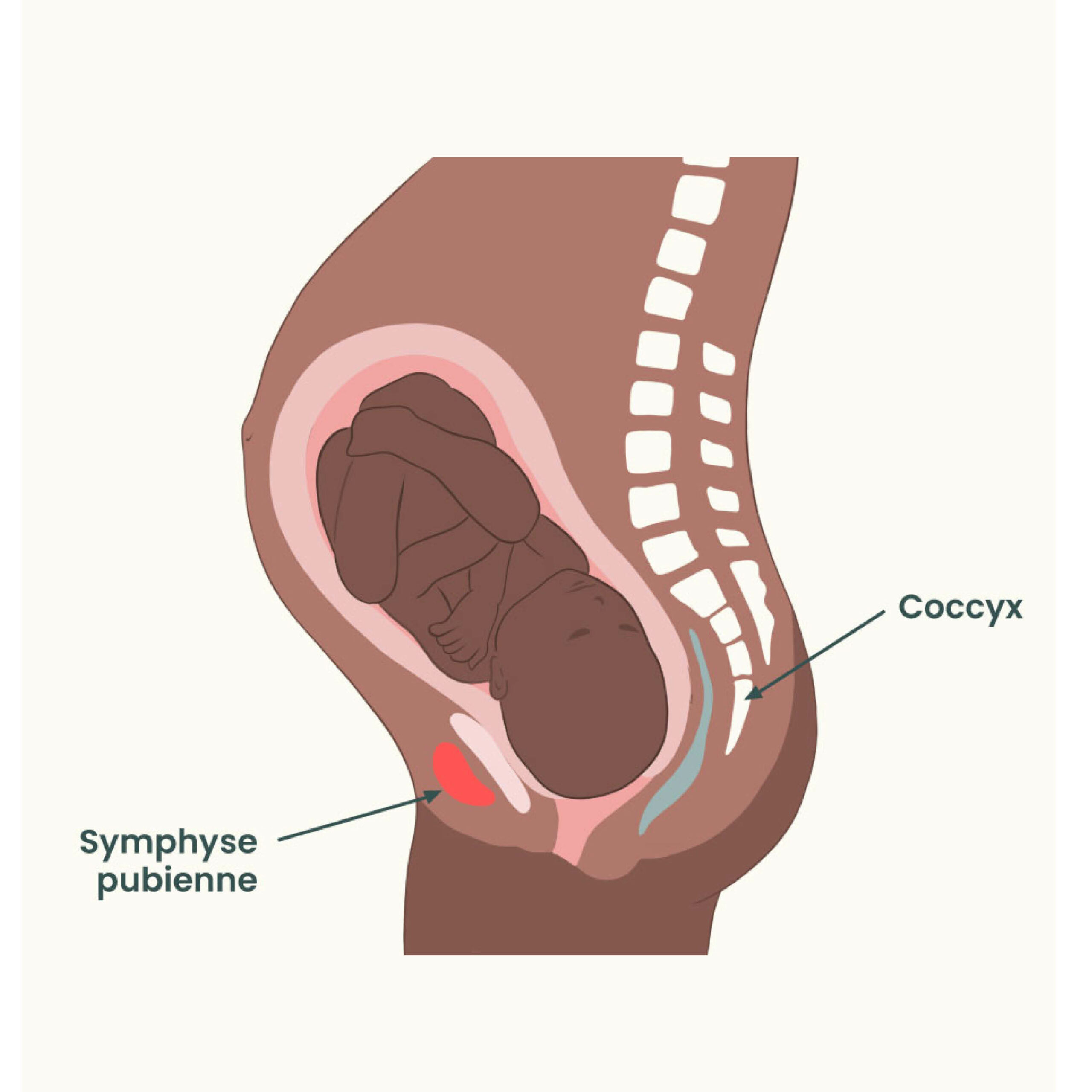 symphyse pubienne