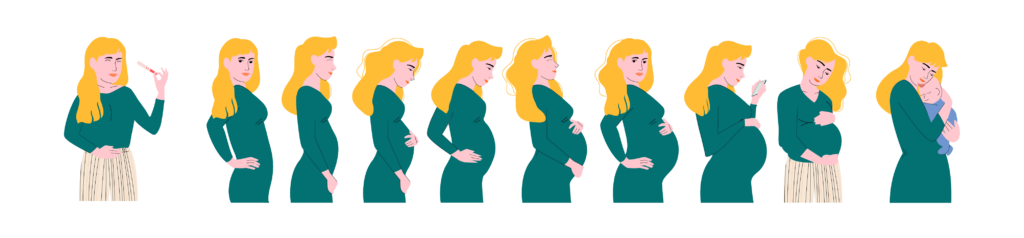 étapes ventre grossesse