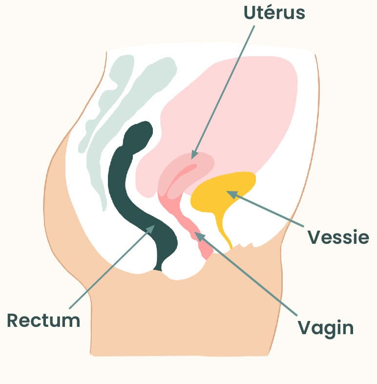uterus retroverse uterus antéversé