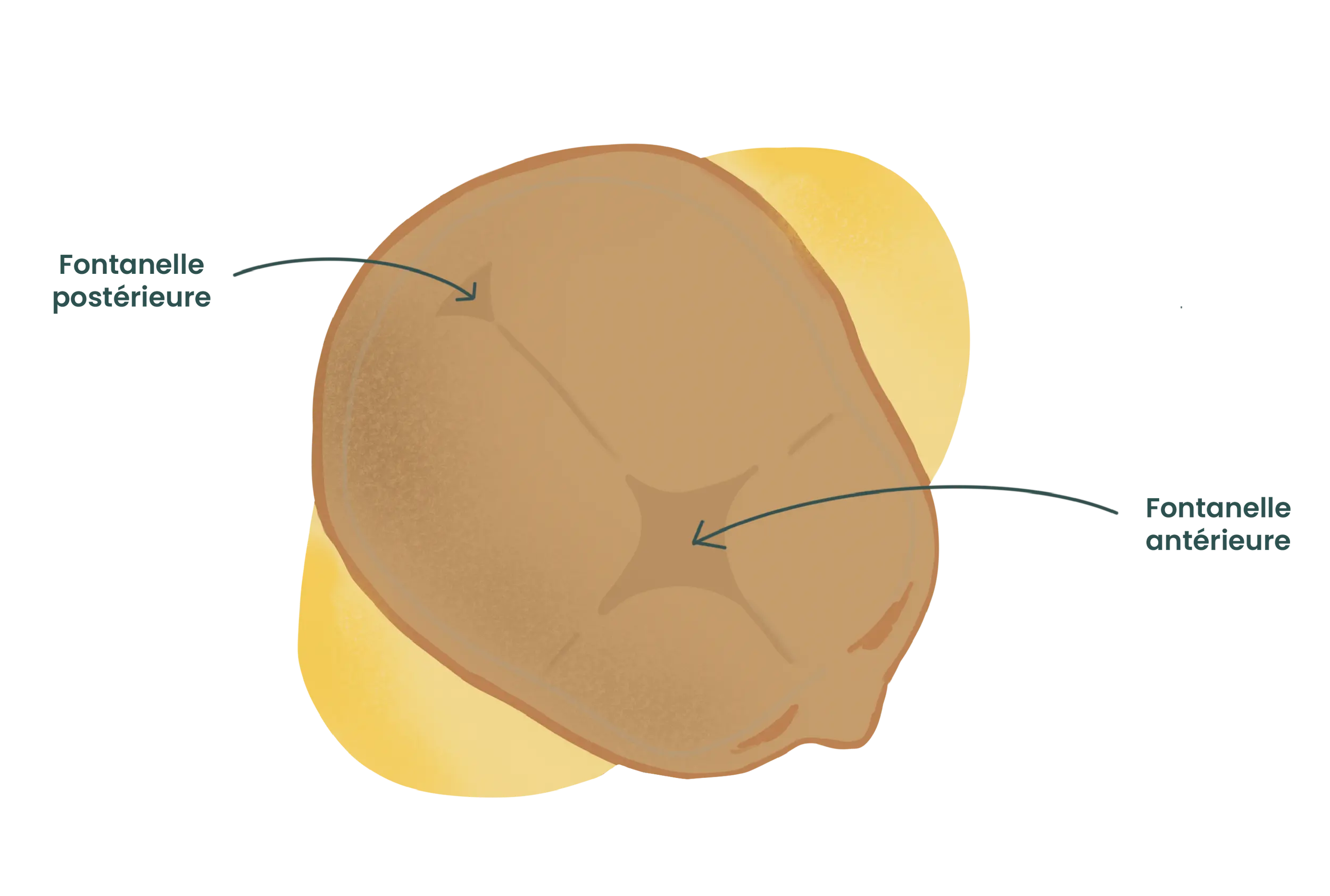 fontanelles bébé may app santé