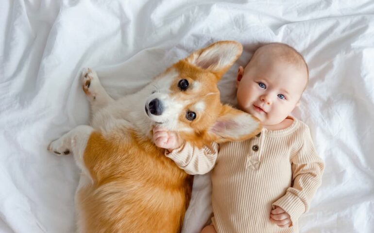 chien