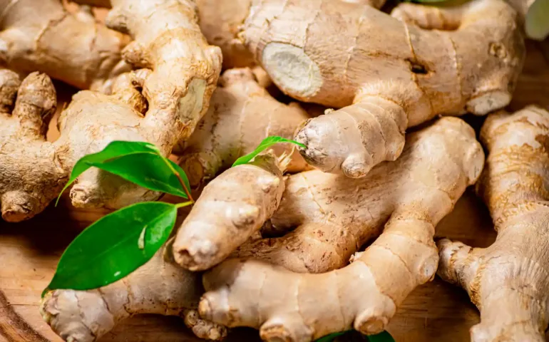Gingembre et nausées de grossesse : nos recommandations May santé