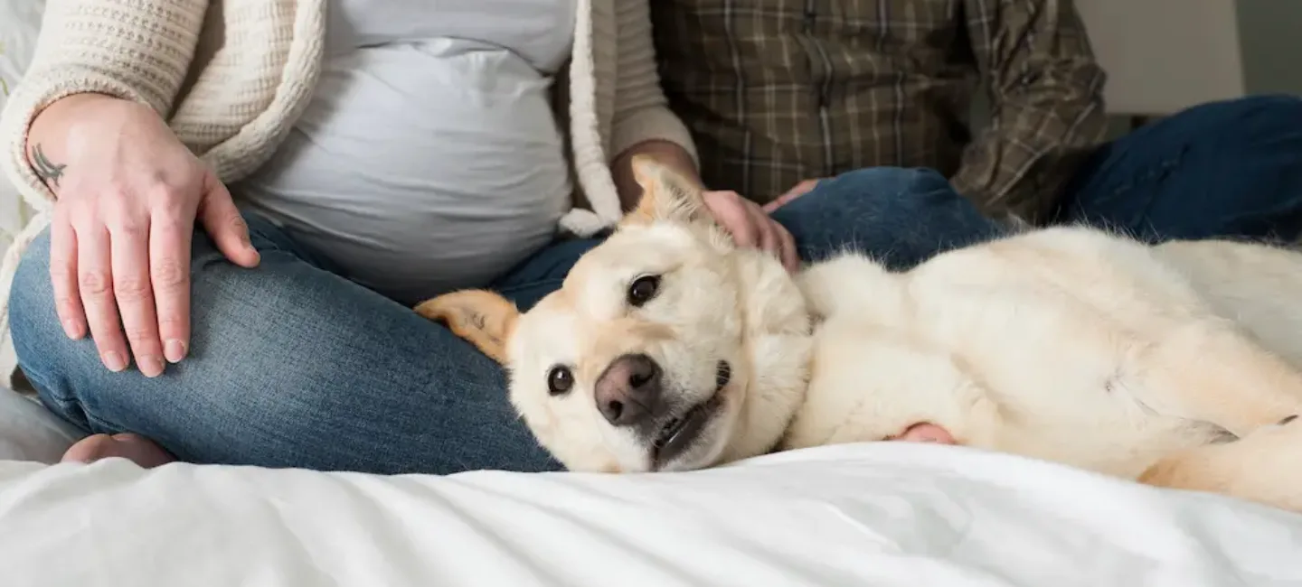 Chien et femme enceinte danger : quels risques et précautions ? - May App Santé