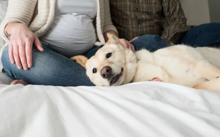 Chien et femme enceinte danger : quels risques et précautions ? - May App Santé