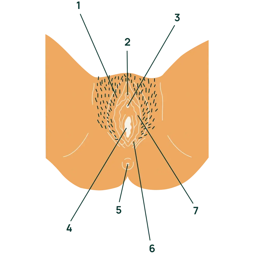 Cicatrice épisiotomie boule : causes, symptômes et solutions 1 Cicatrice épisiotomie boule : causes, symptômes et solutions - May App Santé