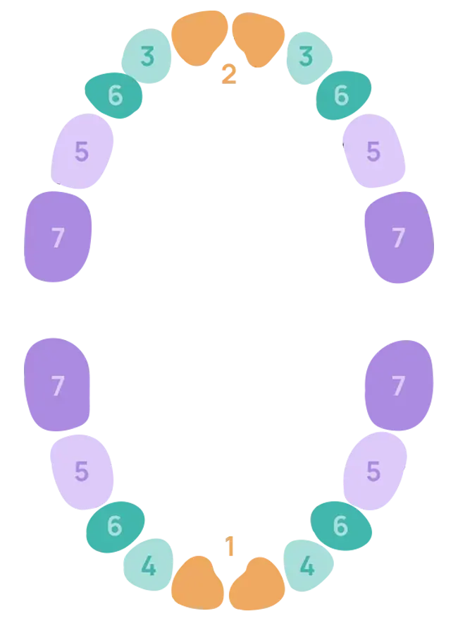 Bébé 8 mois pas de dent : est-ce normal ? 1 Bébé 8 mois pas de dent : est-ce normal ? - May App Santé